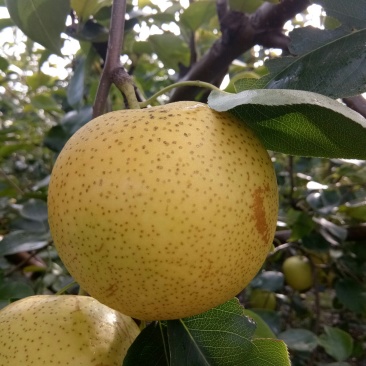 皇冠梨大量供应