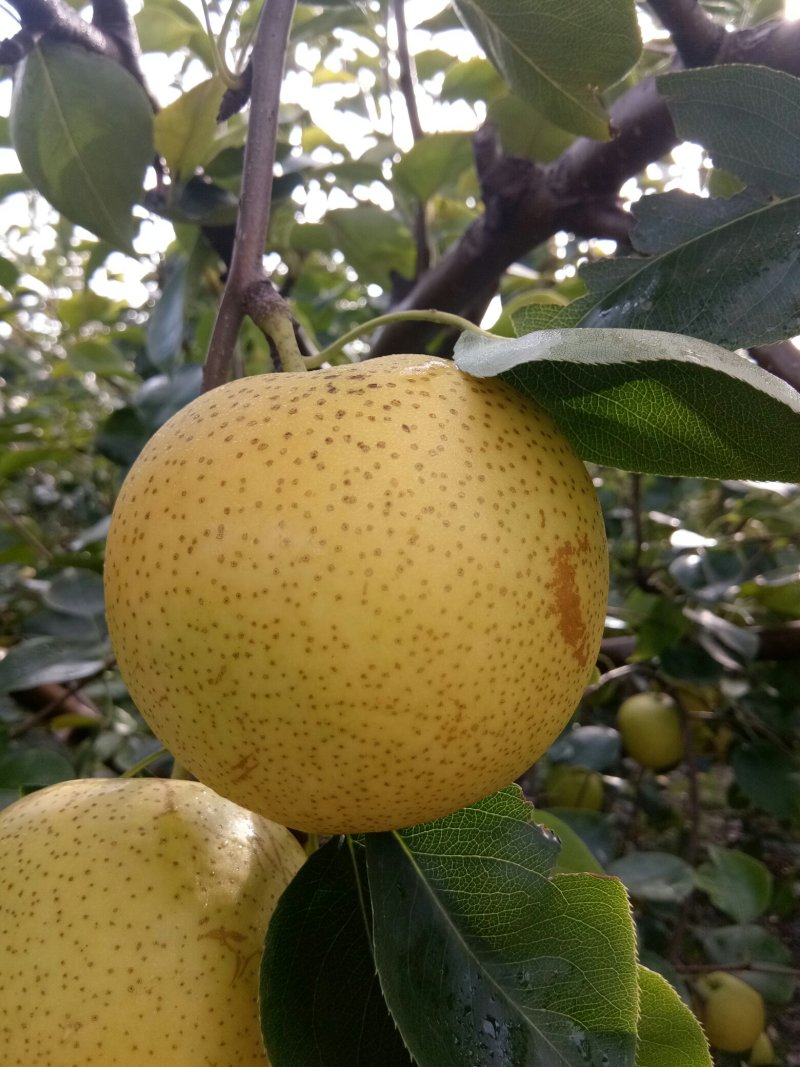 皇冠梨大量供应