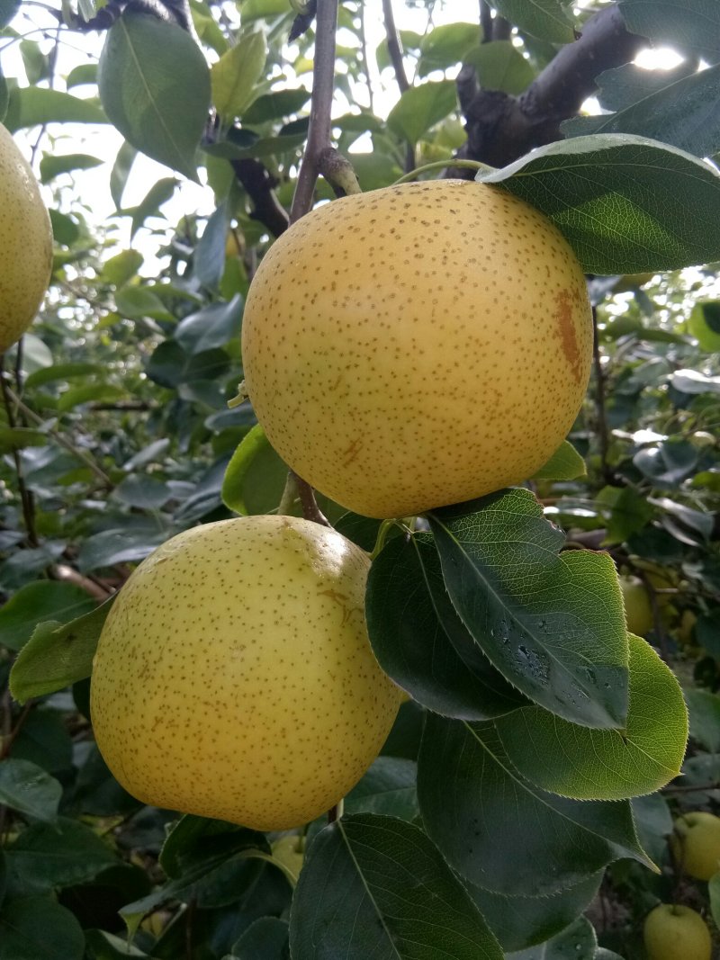 皇冠梨大量供应