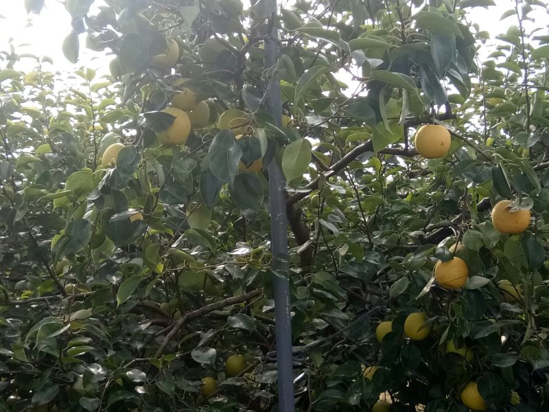 皇冠梨大量供应