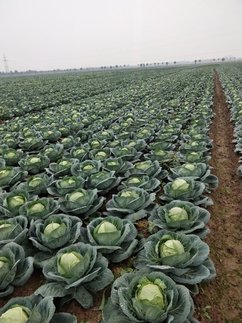 圆包菜旺旺绿源产地直销，
