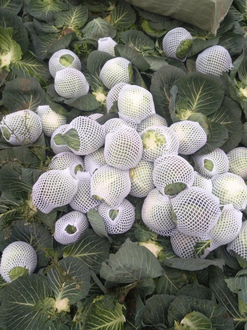 圆包菜旺旺绿源产地直销，