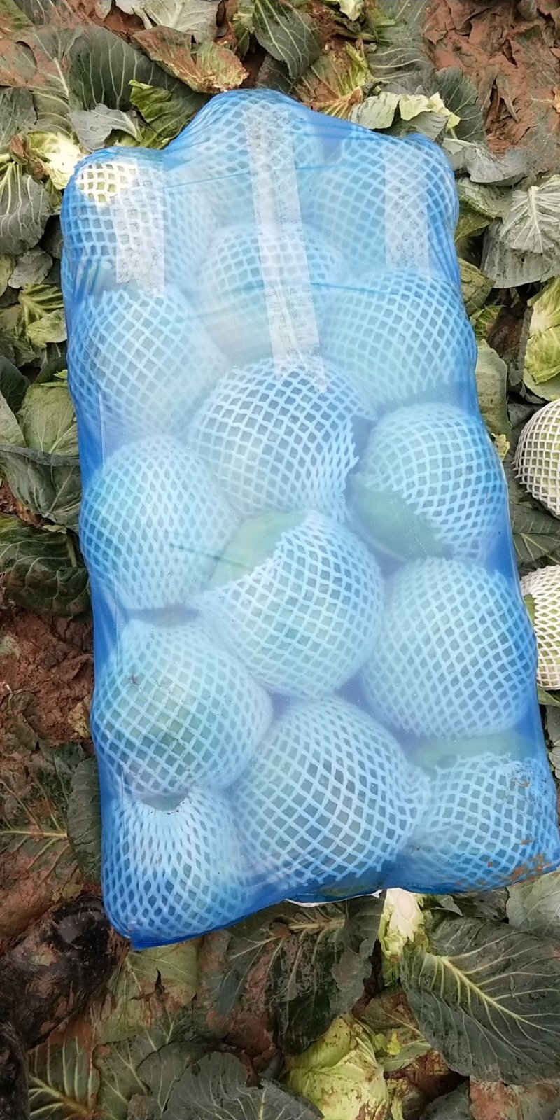 圆包菜旺旺绿源产地直销，