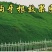二月兰种子价格