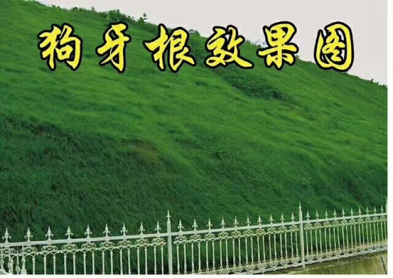 二月兰种子价格