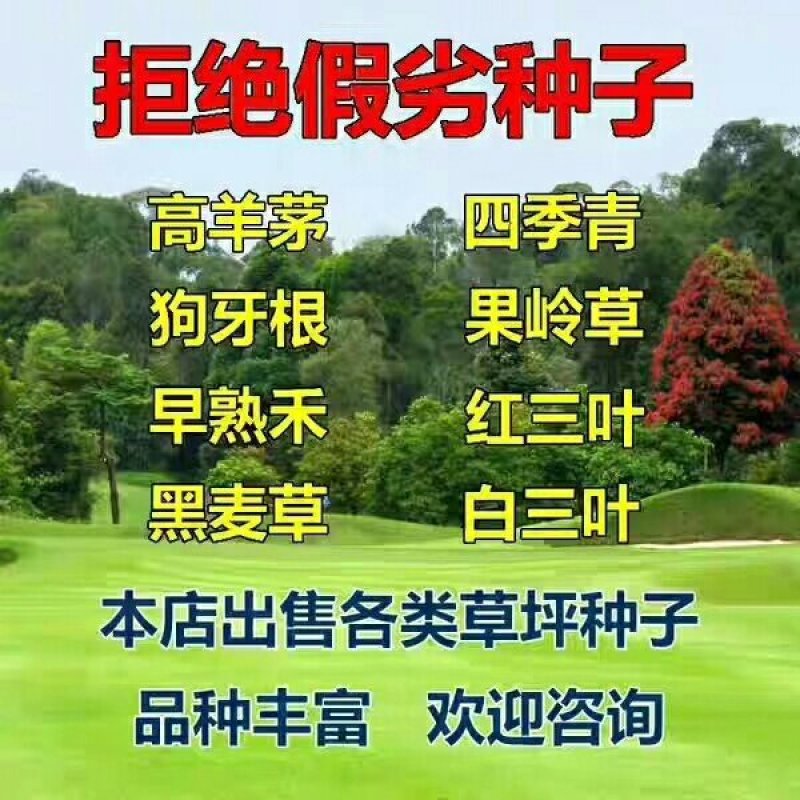 二月兰种子价格