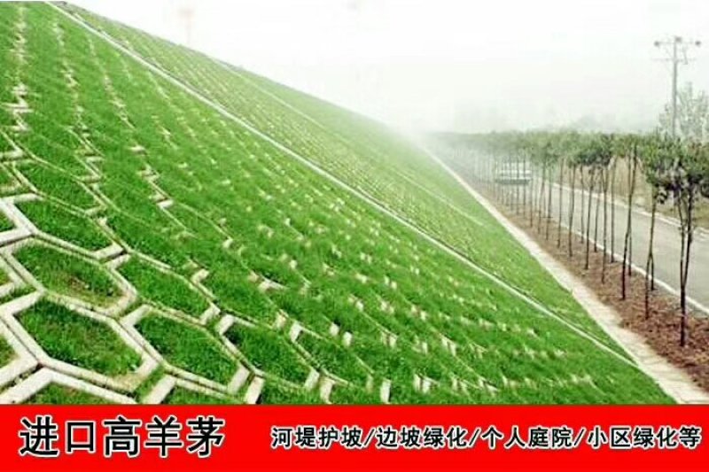 二月兰种子价格