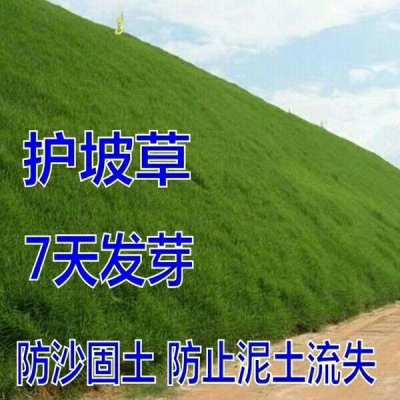 二月兰种子价格