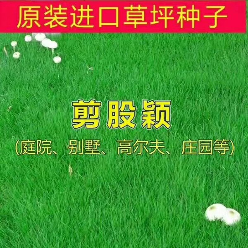 二月兰种子价格