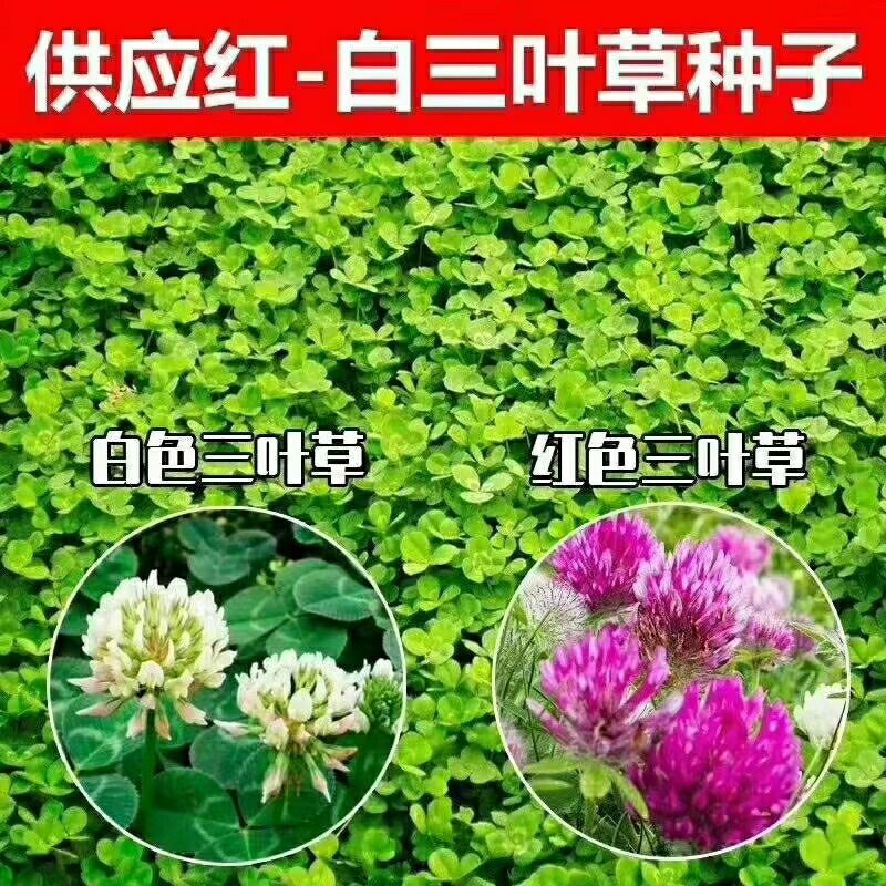二月兰种子价格