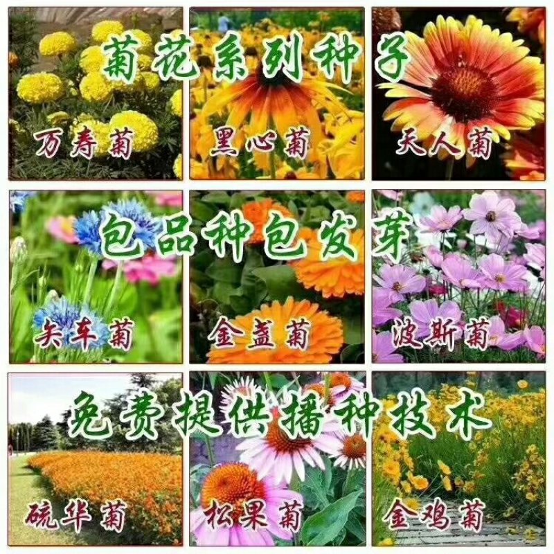 二月兰种子价格