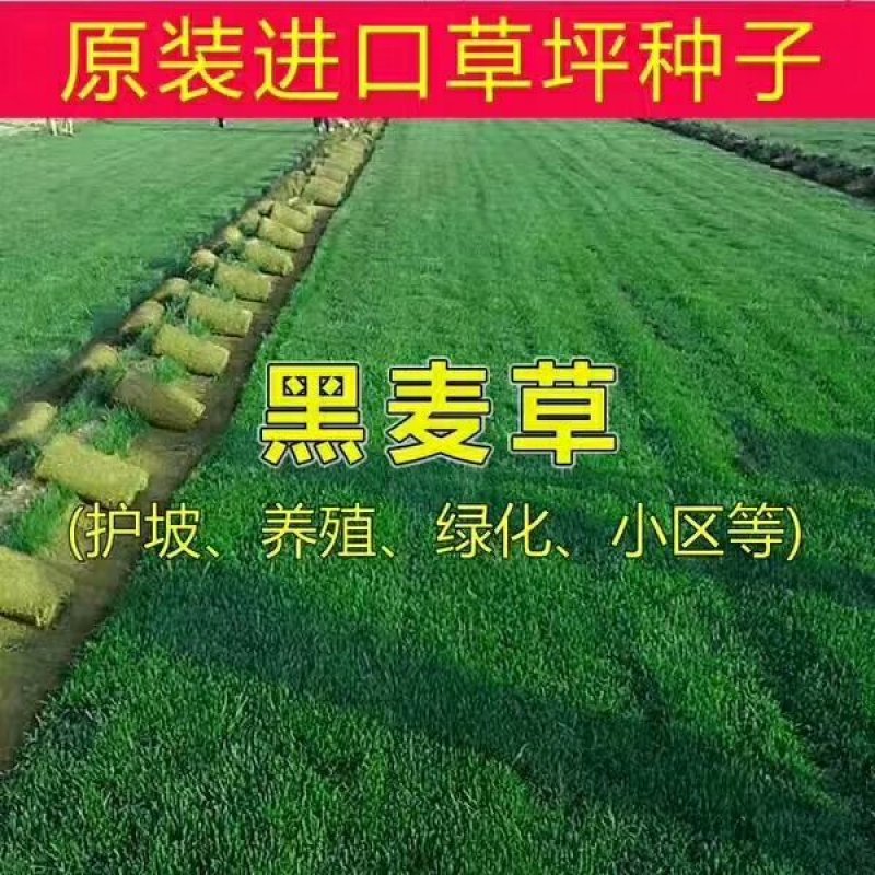 二月兰种子价格