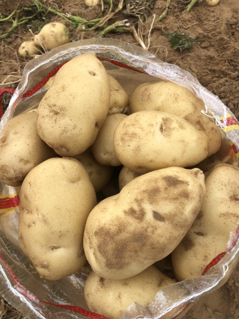 沙漠马铃薯基地直供纯沙地白心土豆黄心土豆毛乌素沙漠
