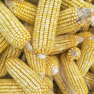 大量出售玉米棒