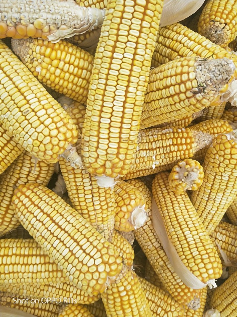 大量出售玉米棒