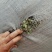 2019年无地膜无土新花生秧