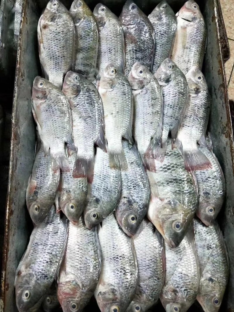 罗非鱼，三去罗非鱼，适合食堂，快餐店。