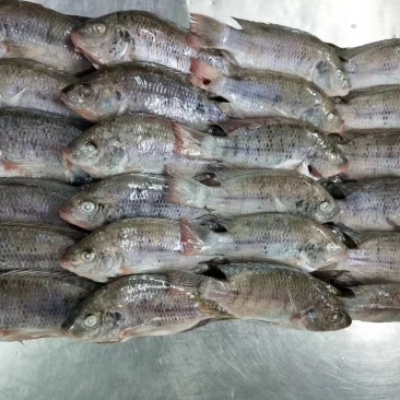 罗非鱼，三去罗非鱼，适合食堂，快餐店。