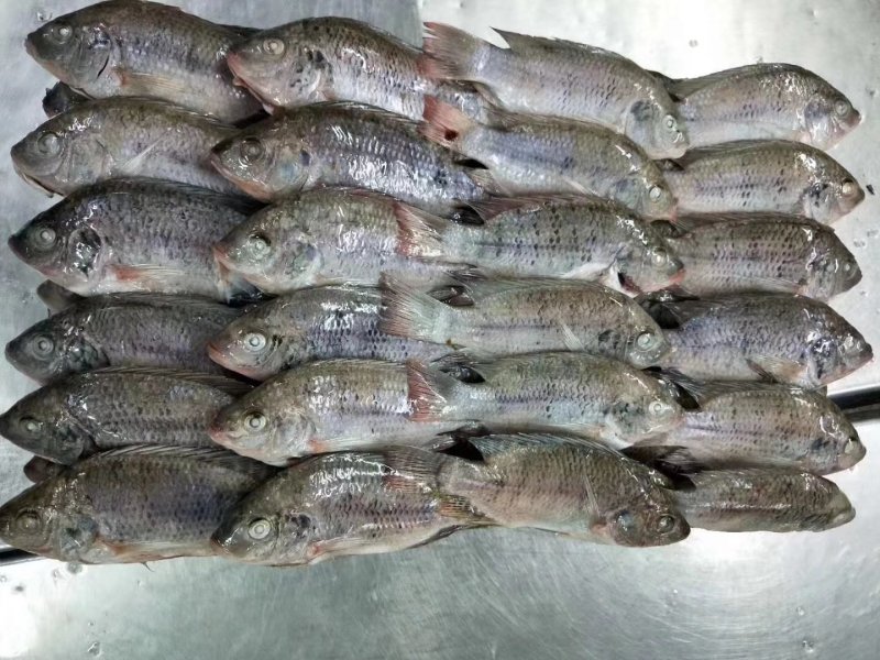 罗非鱼，三去罗非鱼，适合食堂，快餐店。