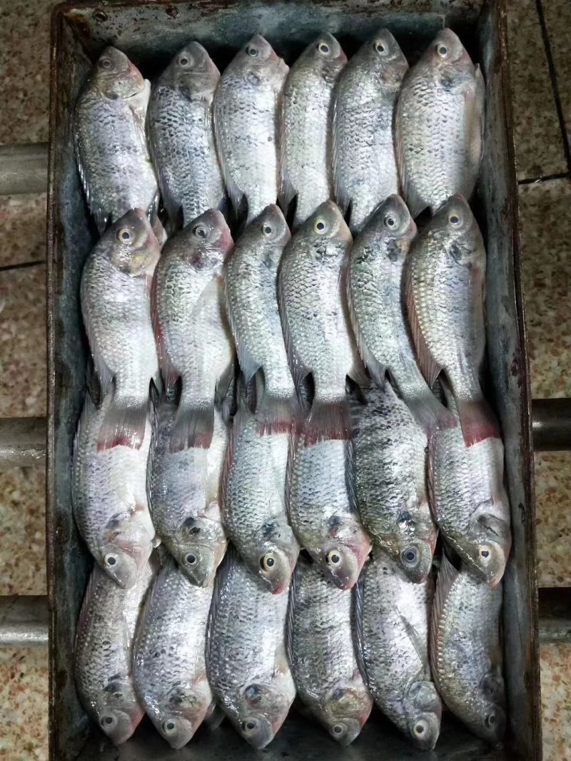 罗非鱼，三去罗非鱼，适合食堂，快餐店。
