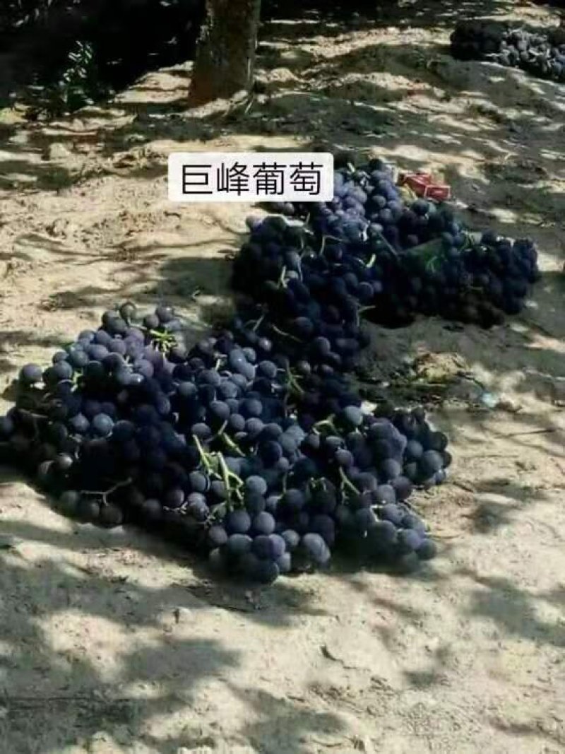 巨峰葡萄大量上市中量大质量好果粉好大量供应