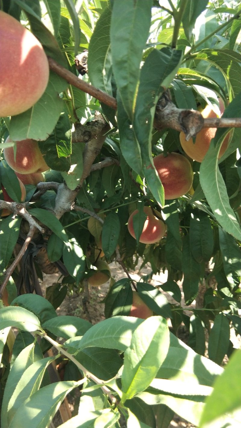 应季新鲜蜜桃