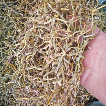 铁皮石斛干条可免费打粉可煲汤泡茶