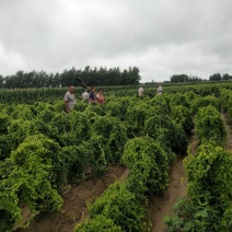 丰县大沙河产西施山药