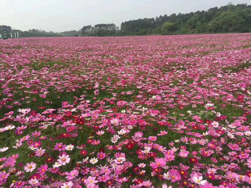 粉黛草网红草种子粉黛乱子草种子景观耐寒多年生四季播种易播