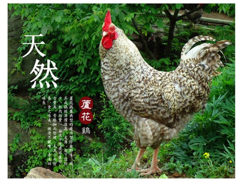 纯种汶上芦花鸡种蛋受精蛋包受精率高包孵化养殖技术