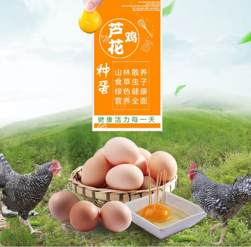 纯种汶上芦花鸡种蛋受精蛋包受精率高包孵化养殖技术