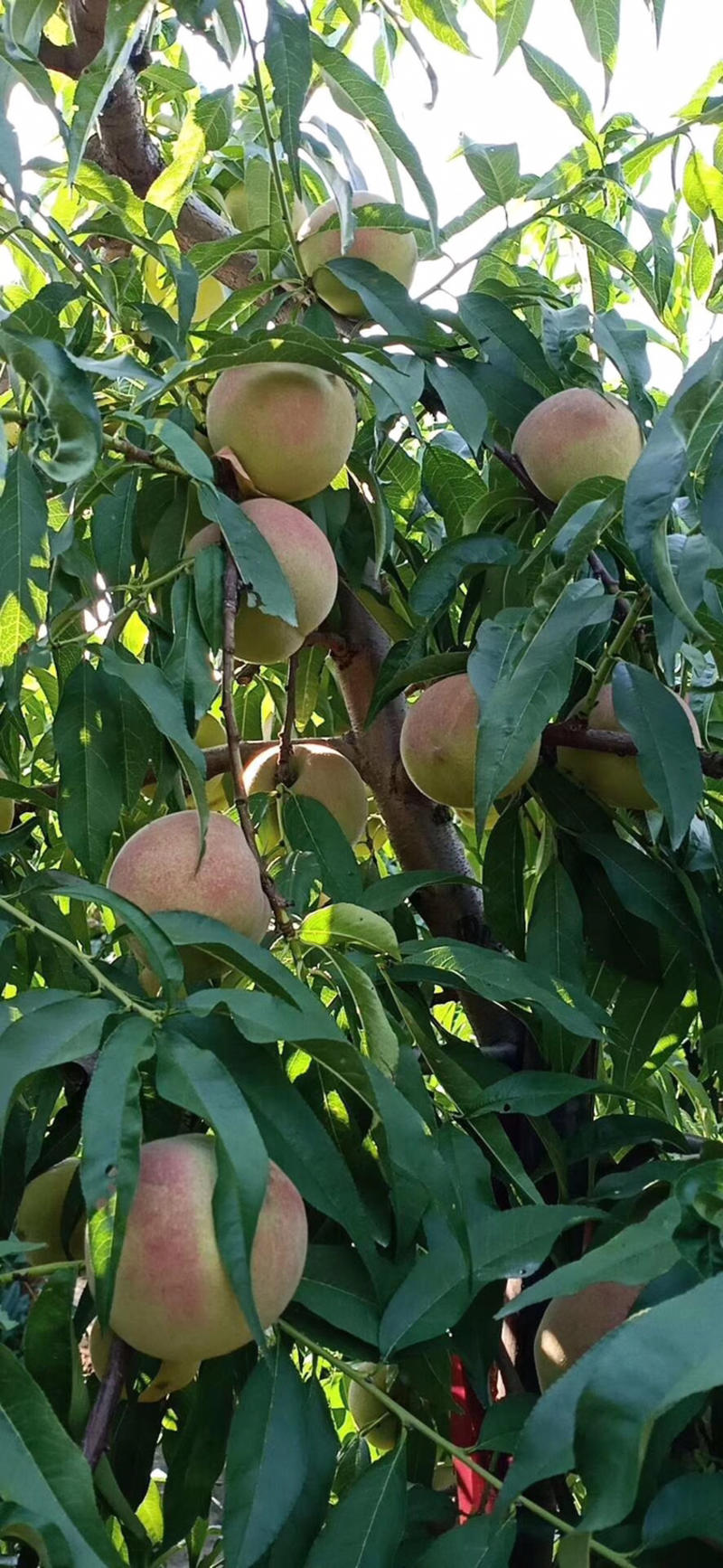 蜜桃离核