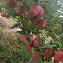 甘肃省天水市麦积区花牛镇的高山花牛苹果可包邮