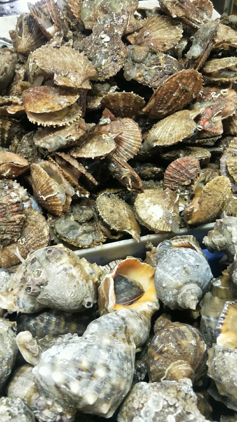 威海扇贝