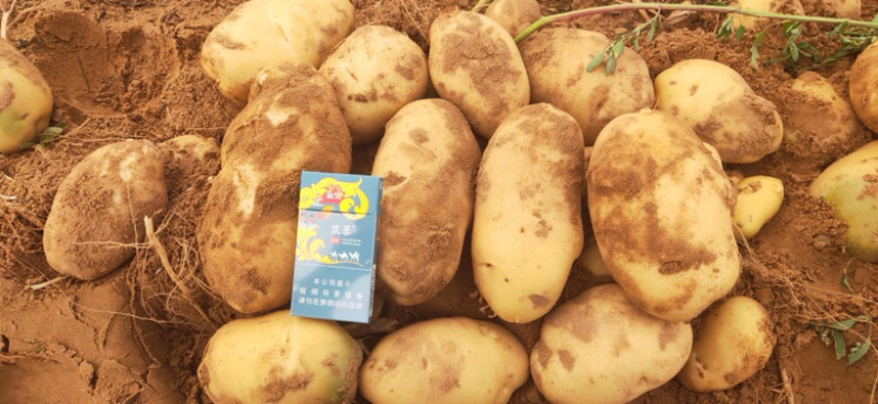 荷兰十五土豆3两以上精品纯沙地黄心土豆个头大薯形好