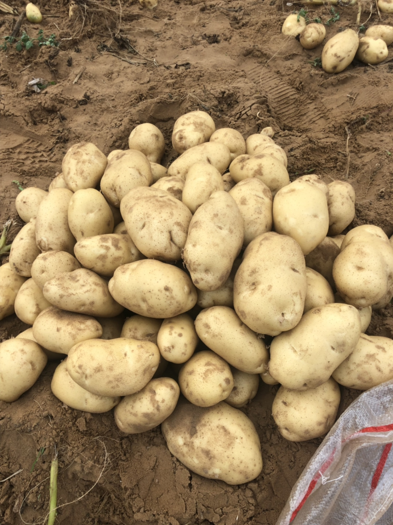 荷兰十五土豆3两以上精品纯沙地黄心土豆个头大薯形好