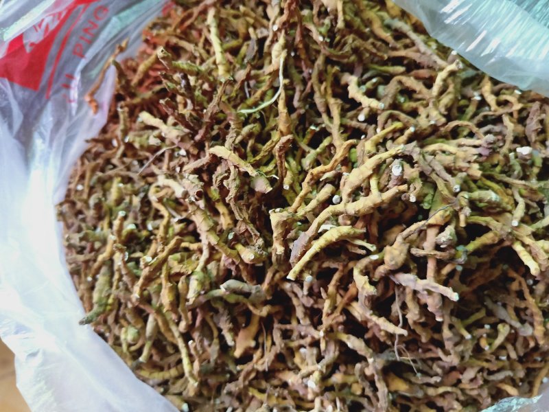 九节菖蒲陕西野生，高含量