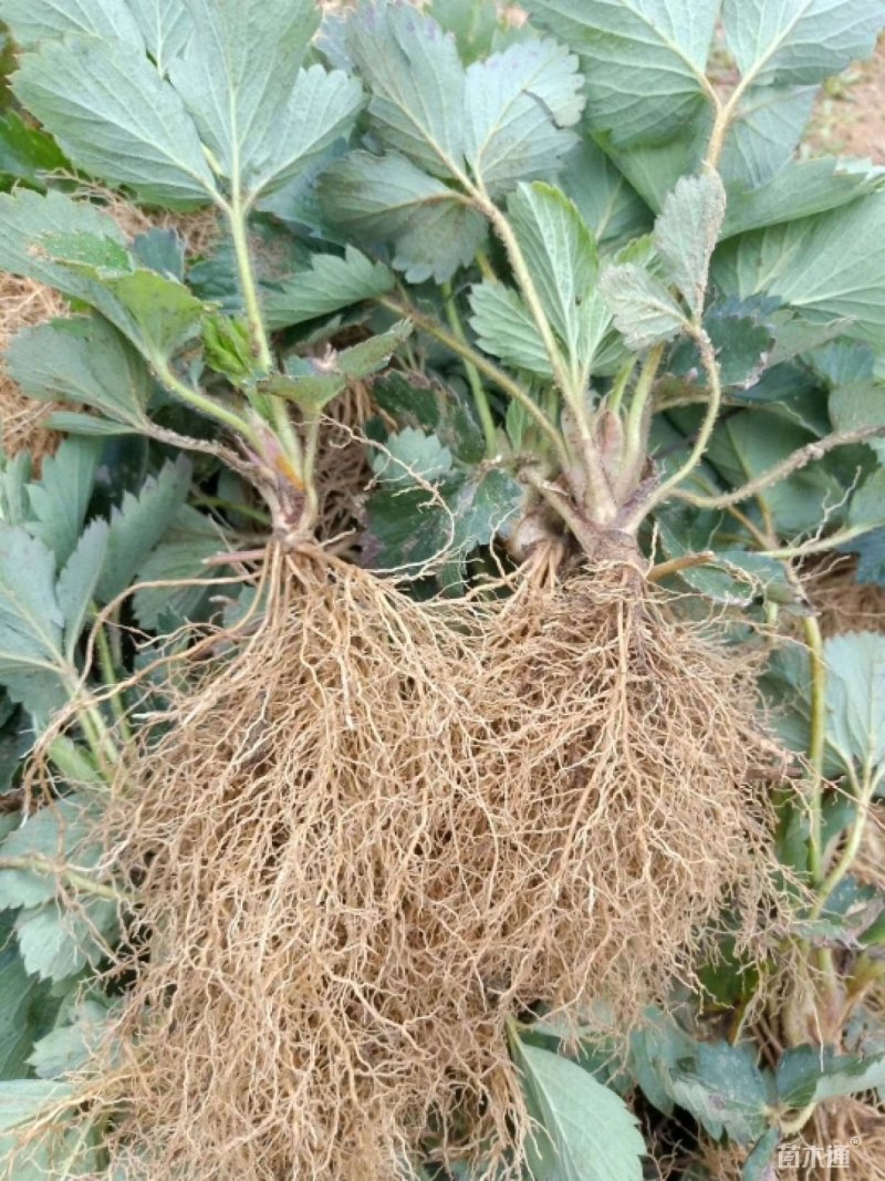 批发红颜草莓苗章姬隋珠甜查理等