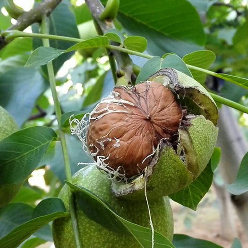 青皮核桃，直接可以下单包邮