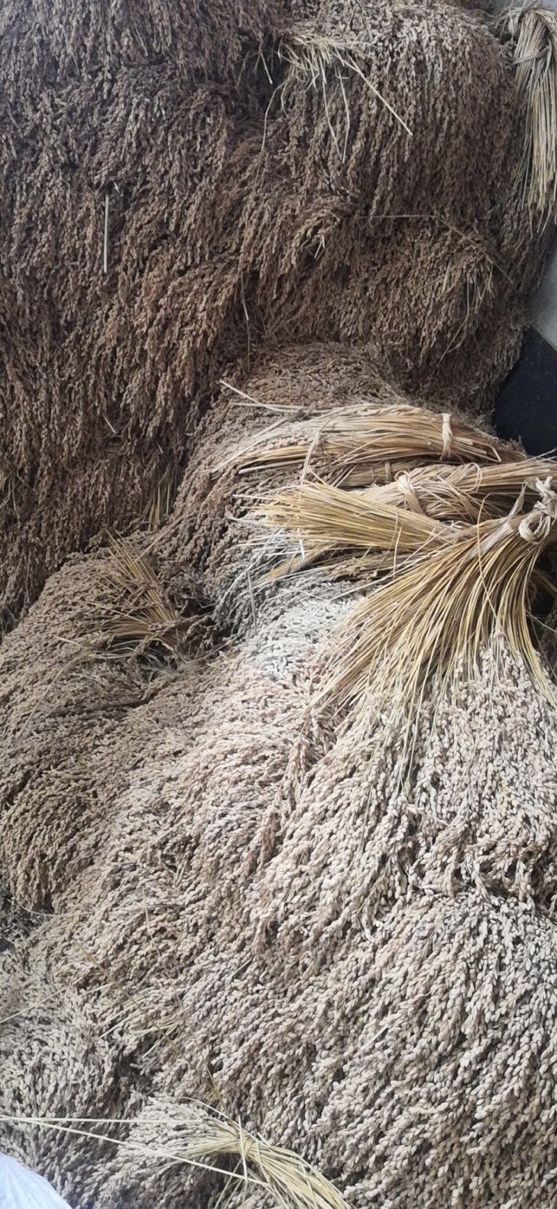 白糯米是贵州大山里山泉水来种植的。