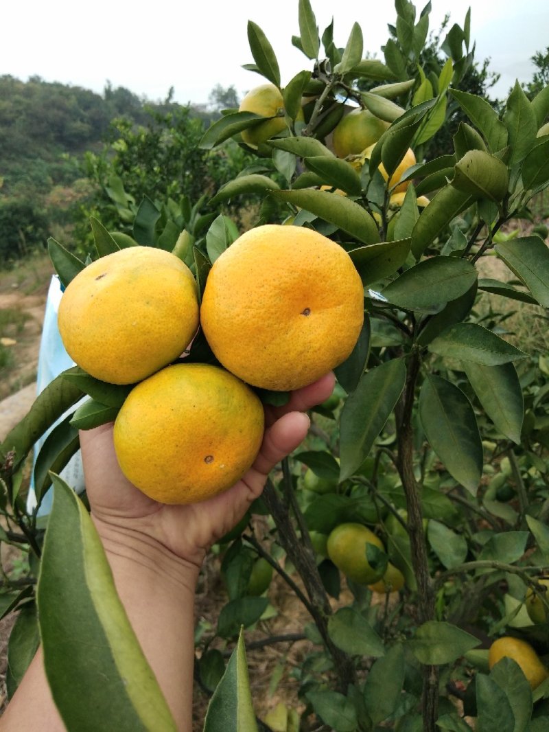 【优选】东江湖蜜橘皮薄多汁口感酸甜大量上市中