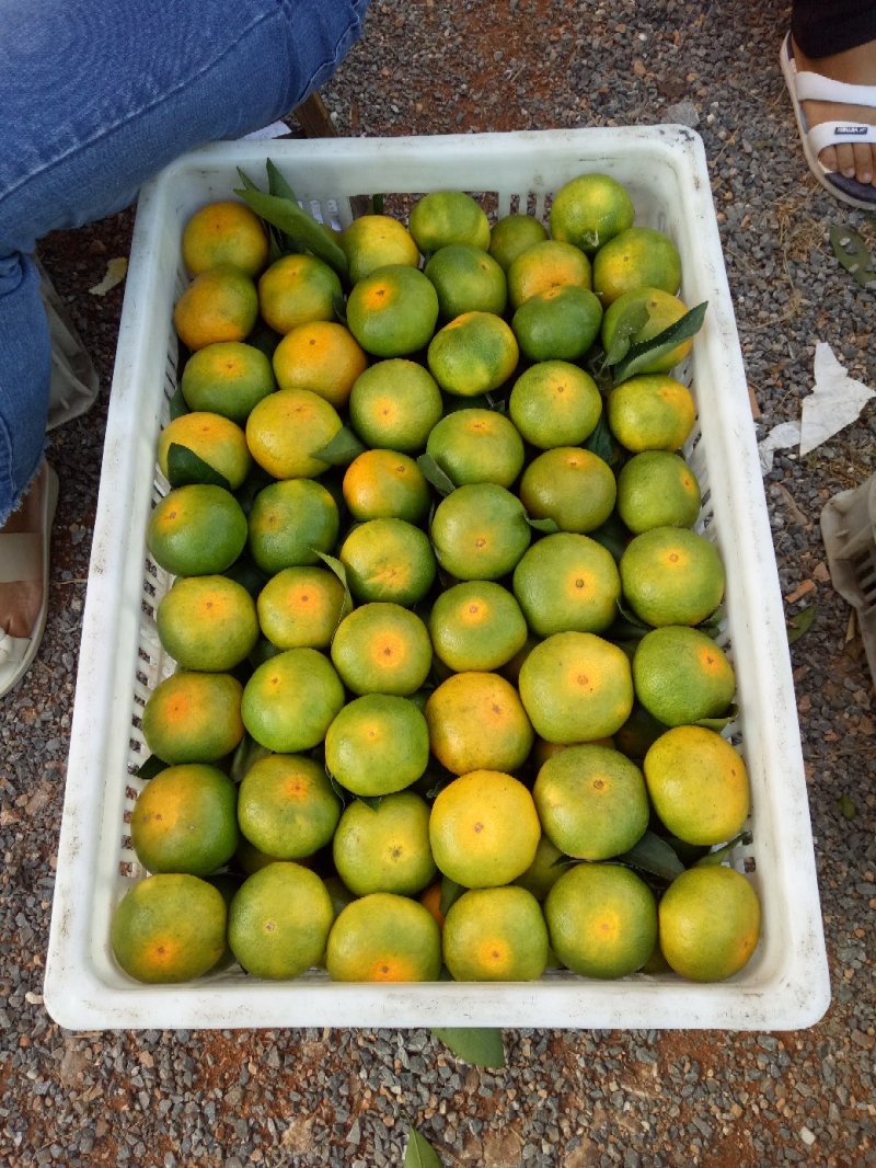【优选】东江湖蜜橘皮薄多汁口感酸甜大量上市中