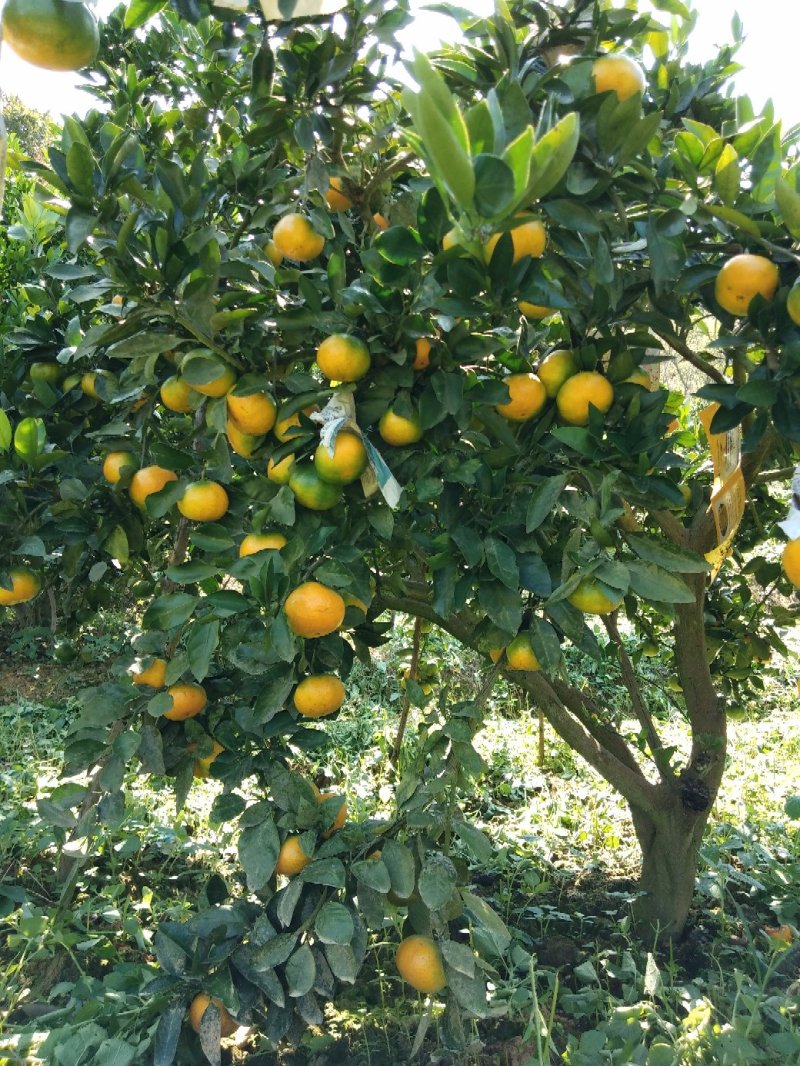 【优选】东江湖蜜橘皮薄多汁口感酸甜大量上市中