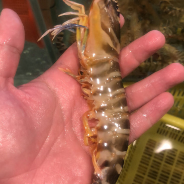 老庞水产批发虾类蟹类等等