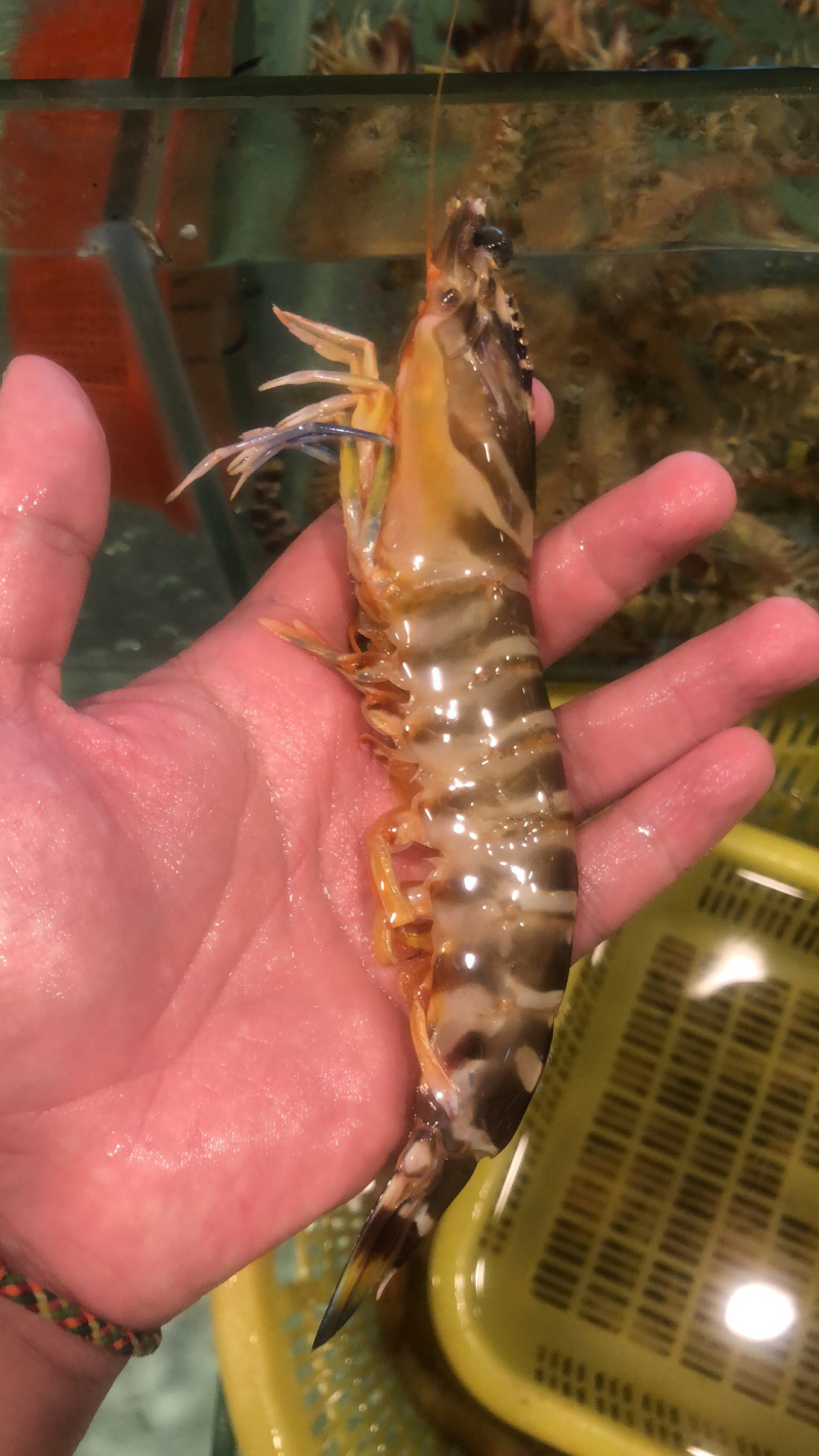 老庞水产批发虾类蟹类等等