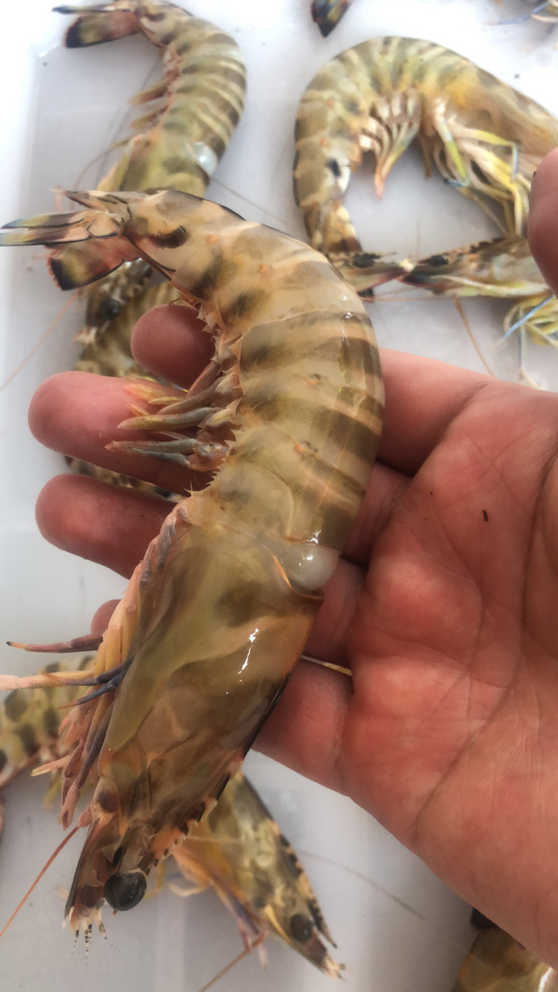 老庞水产批发虾类蟹类等等