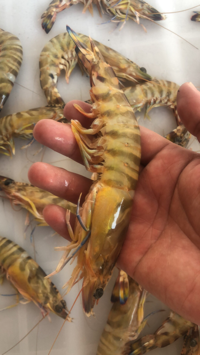 老庞水产批发虾类蟹类等等