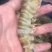老庞水产批发虾类蟹类等等