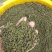 吴茱萸、茶辣