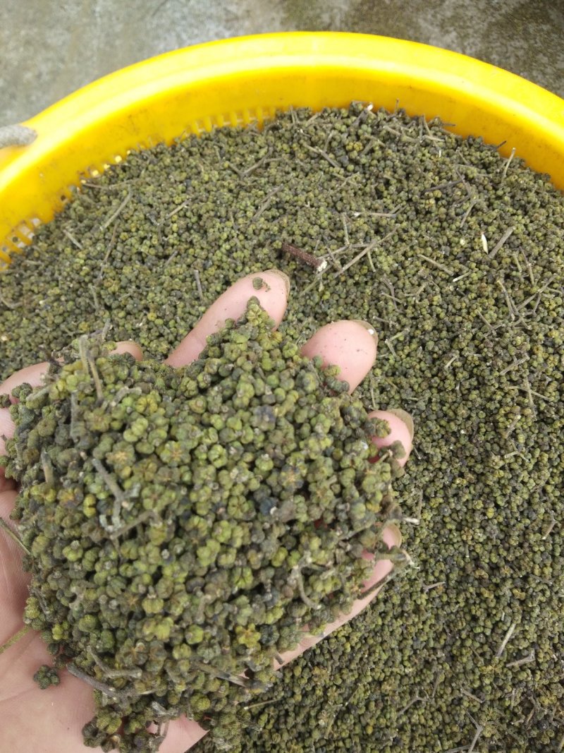吴茱萸、茶辣